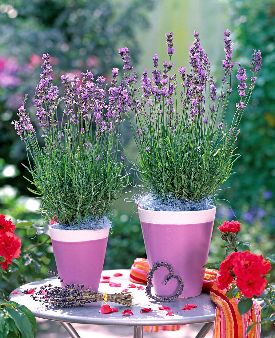 Lavandula ' Munstead ' (Lavendel)