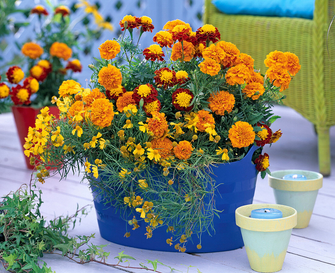 Tagetes (Studentenblume)