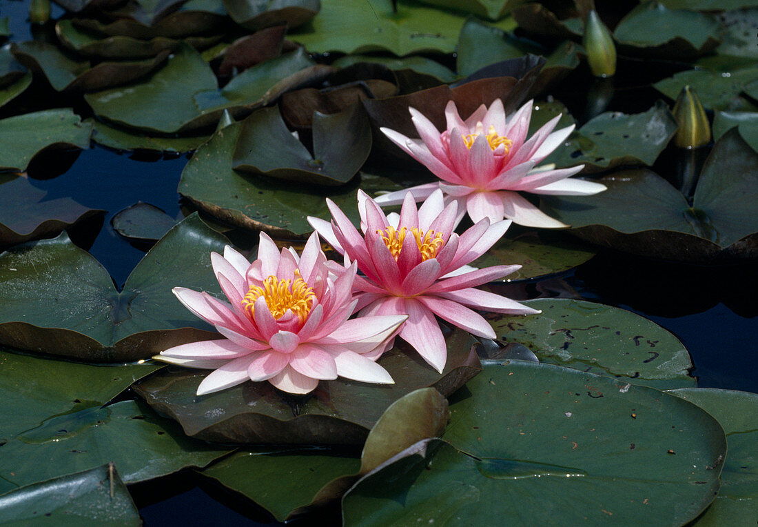 Nymphaea-Hybriden 'Fritz Junge' (Seerose)