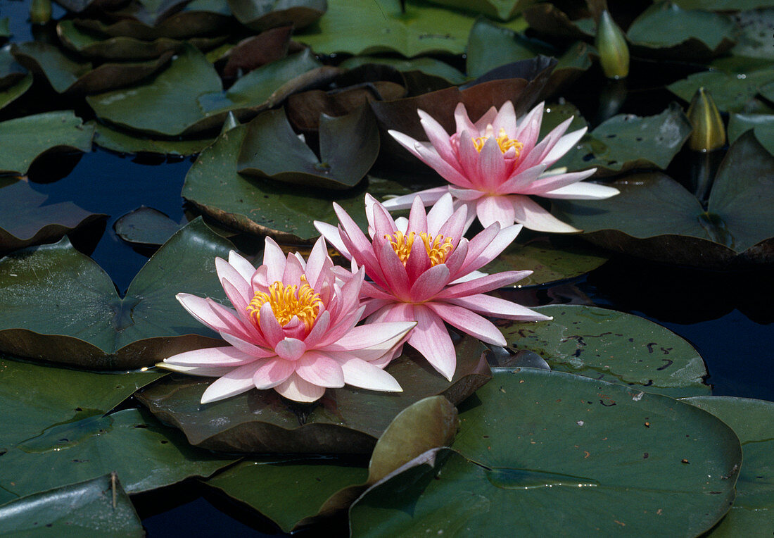 Nymphaea hybrids 'Fritz Junge' (water lily)