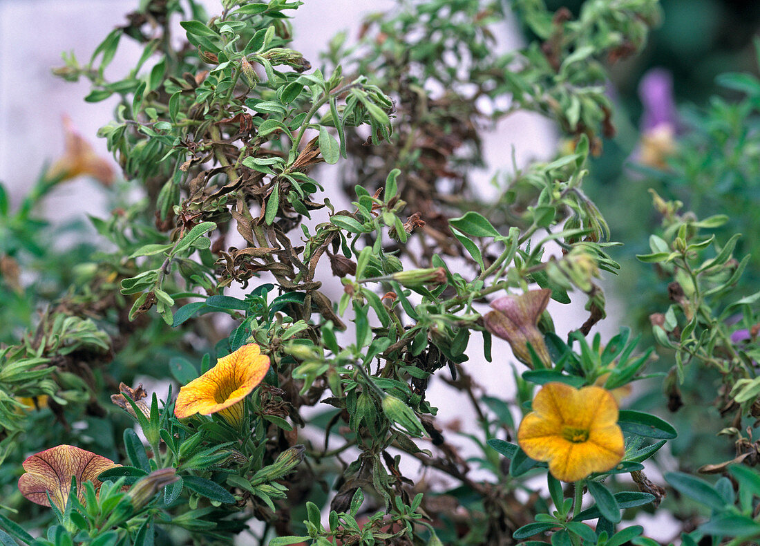 Calibrachoa (Zauberglöckchen)