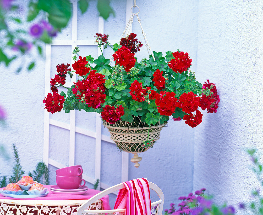 Pelargonium peltatum ' Boneta ' ' Starlight Night ' (Hängegeranie)