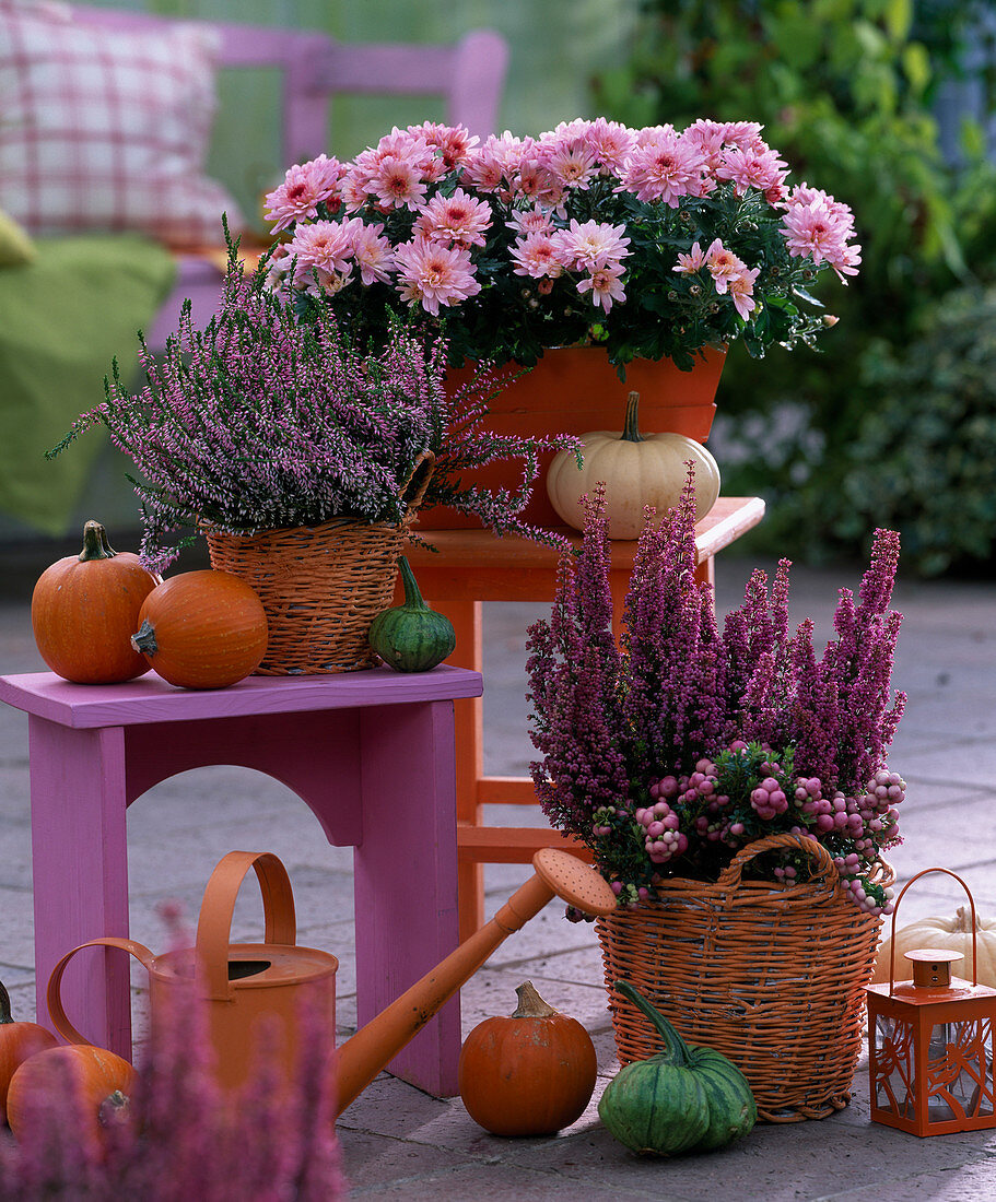 Chrysanthemum 'Yahou' (autumn chrysanthemum)