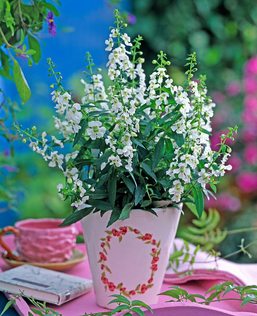 Angelonia Serena 'White' (angel face)