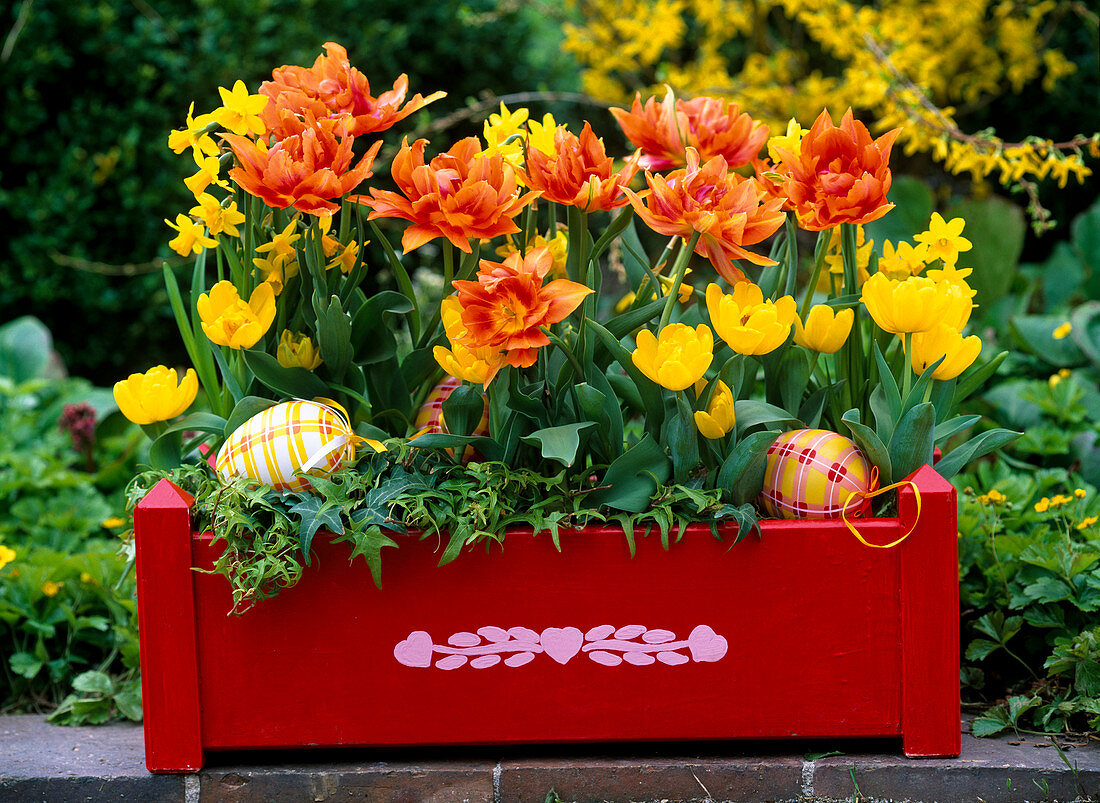 Tulipa (gefüllte, orange und gelbe Tulpen)