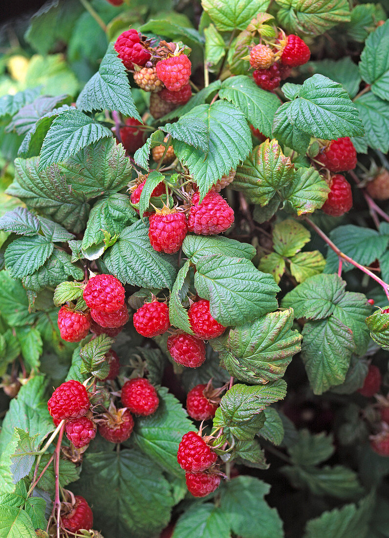 Rubus ' Erntesegen ' (Himbeere)