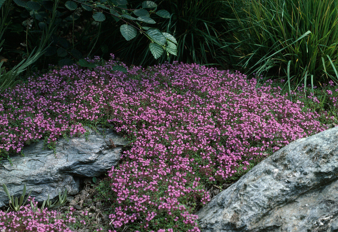 Thymus serpyllum 'Coccineus' (Feldthymian)