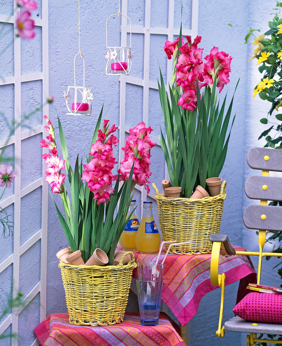 Gladiolus (gladiolus) in yellow baskets