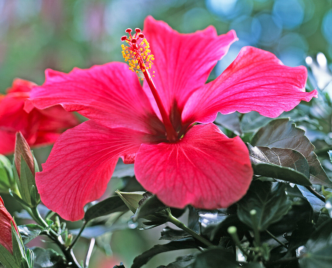 Hibiscus rosa-sinensis (Roseneibisch)