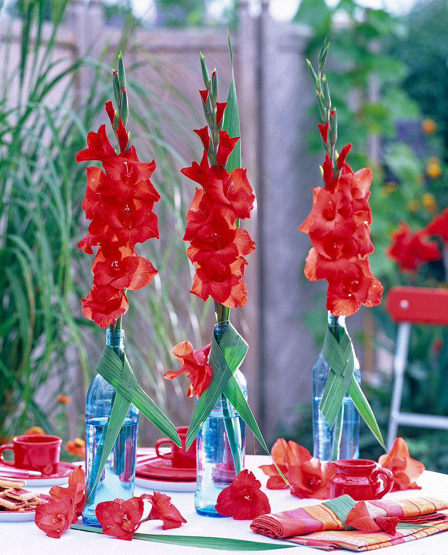 Gladiolus (rote Gladiolen)