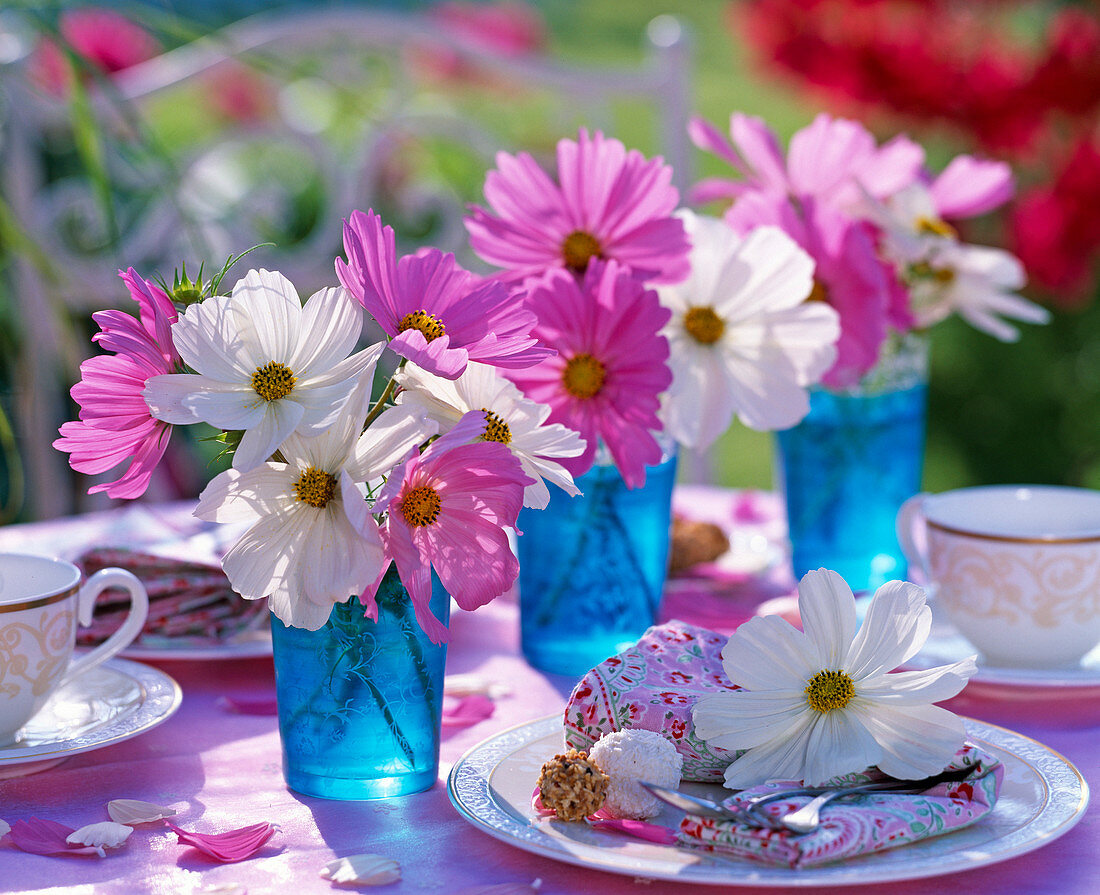 Cosmos sonata 'pink' and 'White' (jewelry basket)