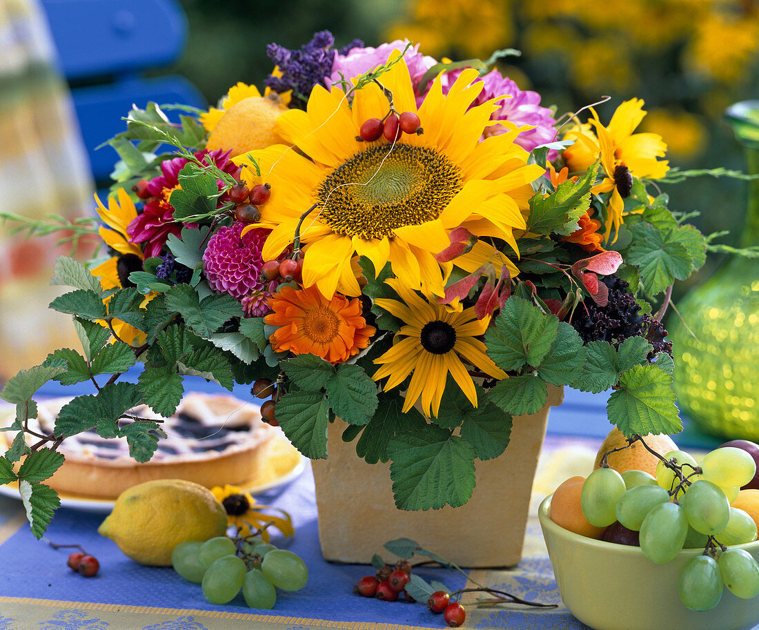 Helianthus (Sonnenblume), Rudbeckia (Sonnenhut)