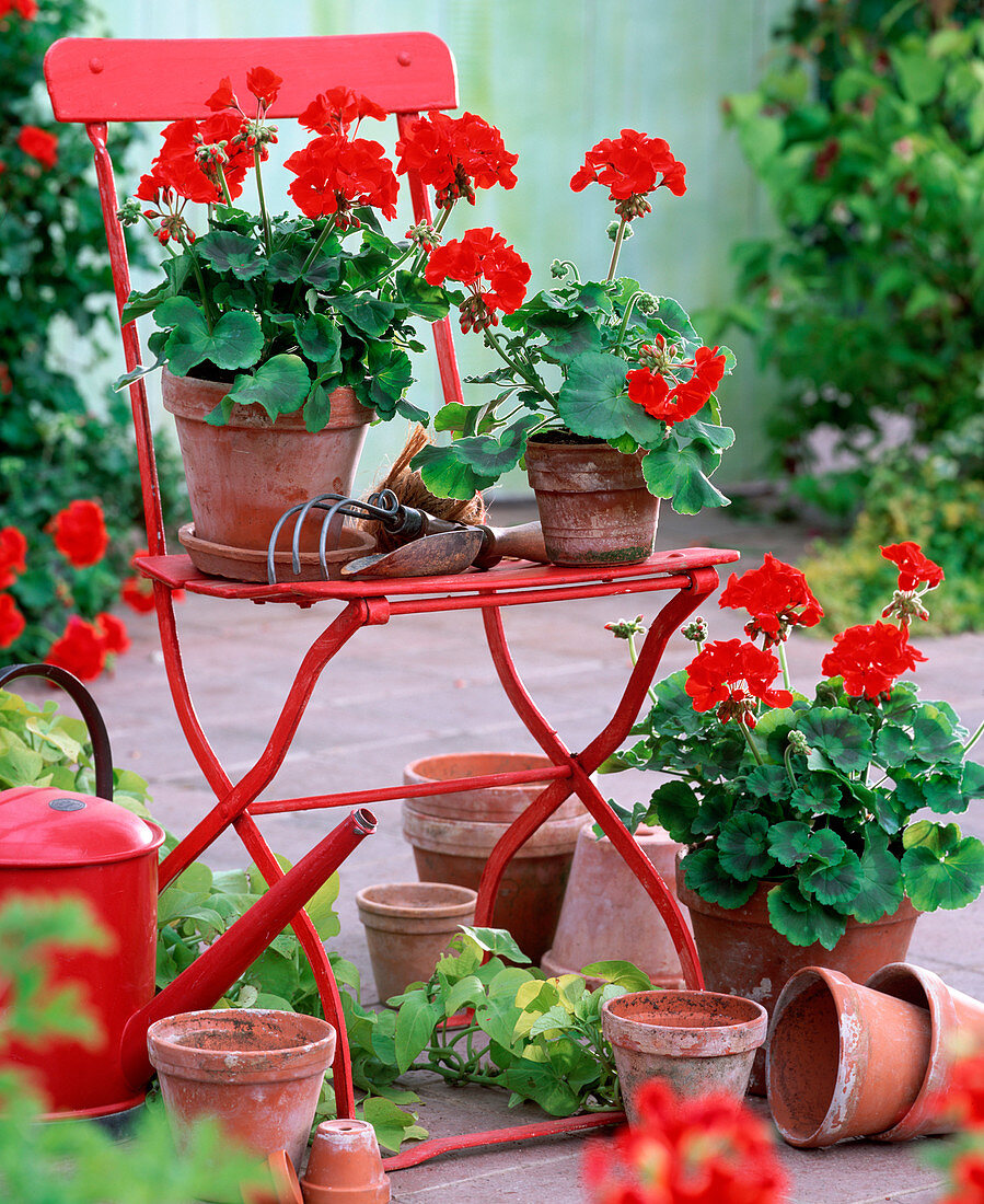 Geranium zonale ' Toro ' (stehende Geranie)