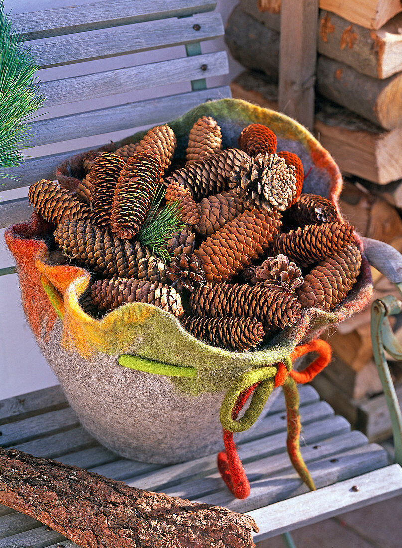 Picea abies (Fichte) in Riesenfilzhut auf Stuhl