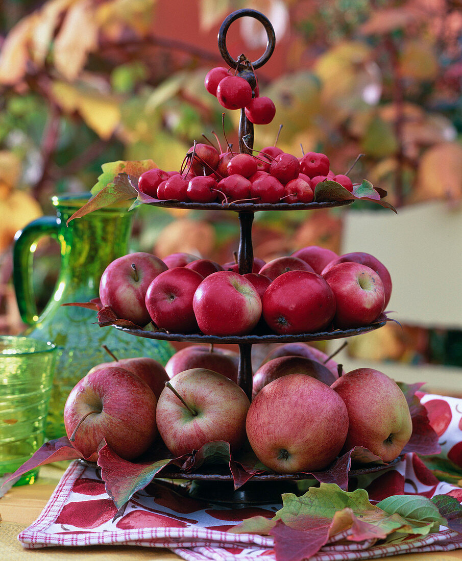Brown metal shelfs with malus (apple, ornamental apple)