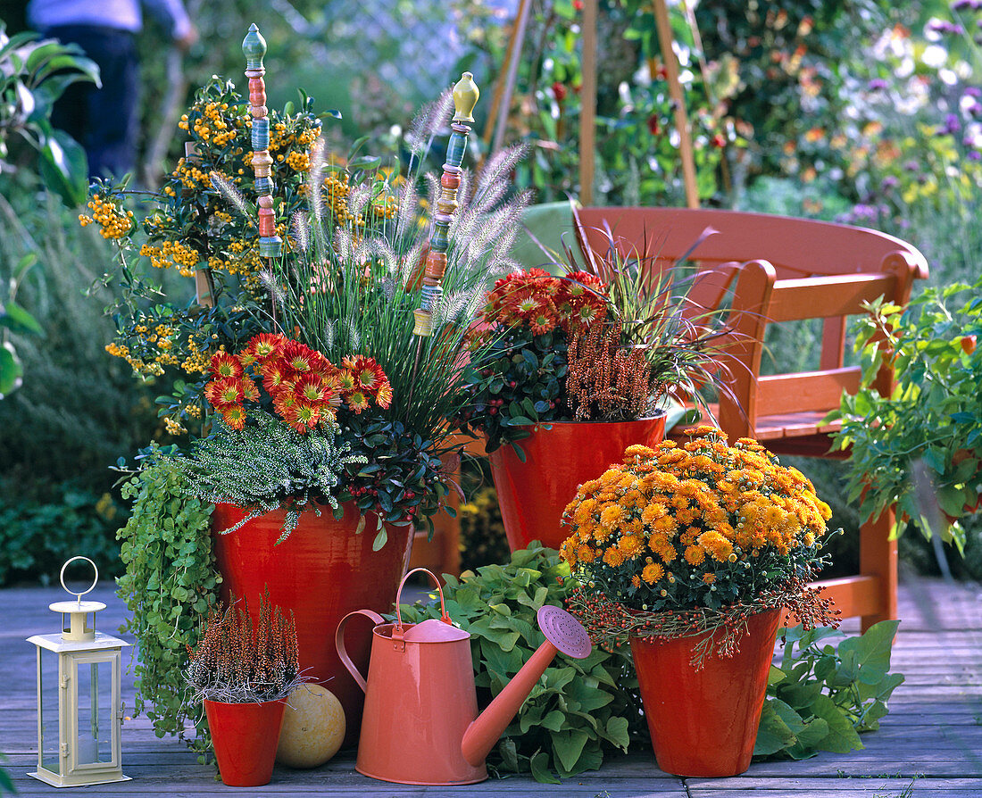 Chrysanthemum (Chrysanthemen), Pennisetum (Federborstengras), Pyracantha