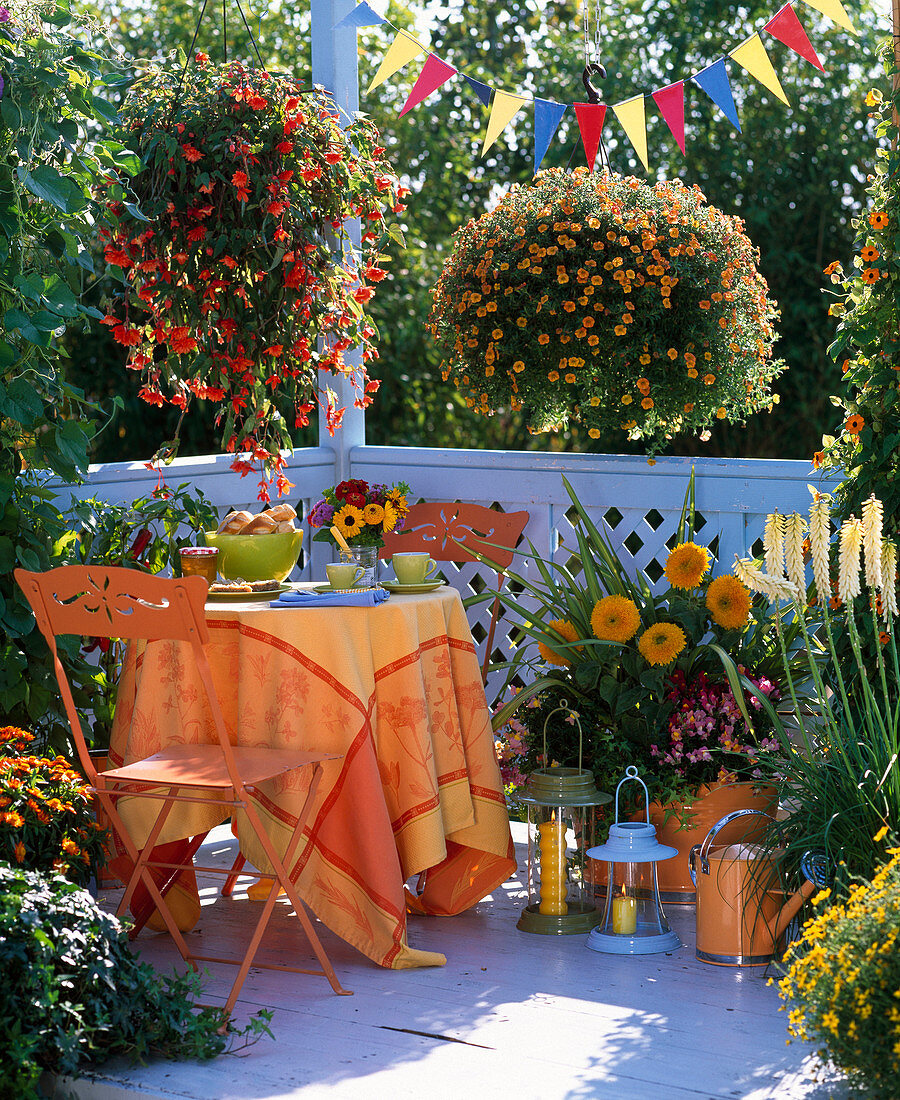Begonia Illumination ' Orange ' (Girlandenbegonie), Calibrachoa Celebration