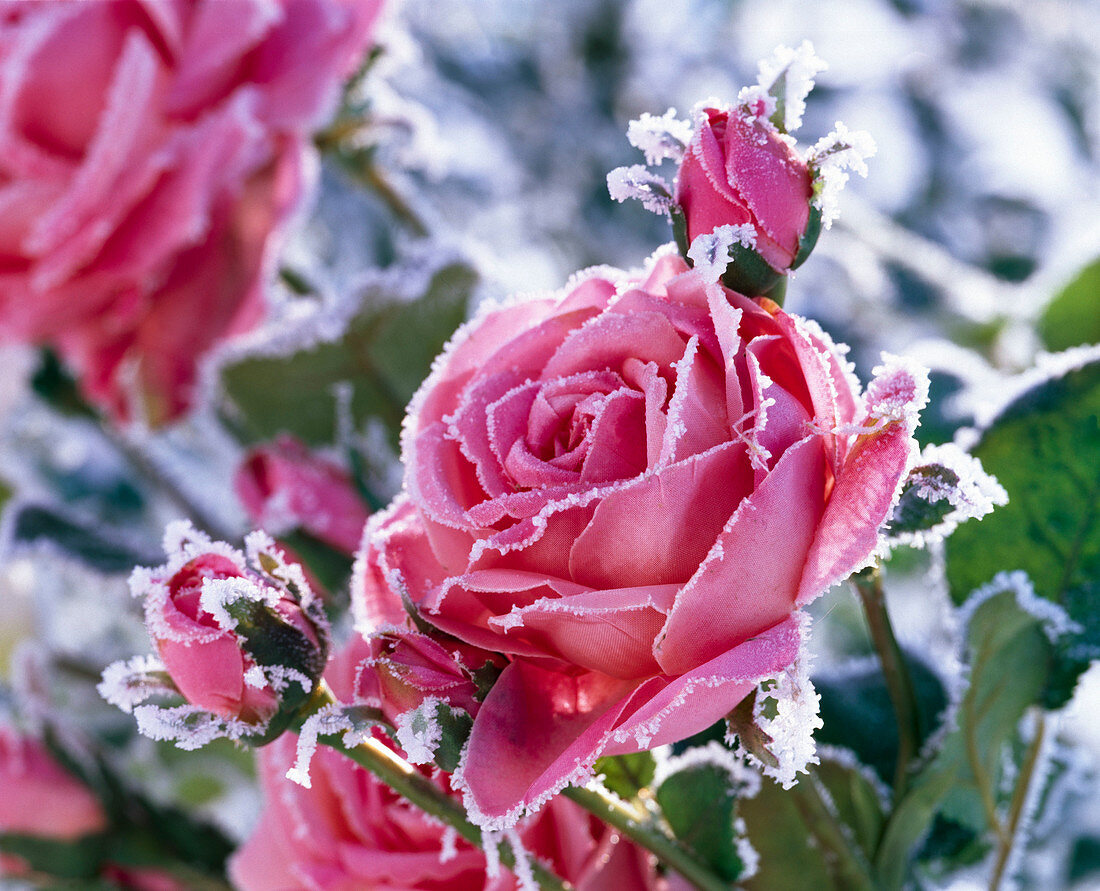 Pink silk rose with hoarfrost