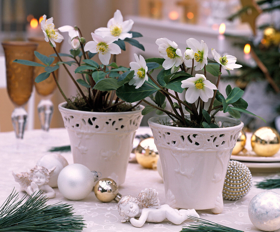 Helleborus niger (Christmas rose) in white pots, angels, balls