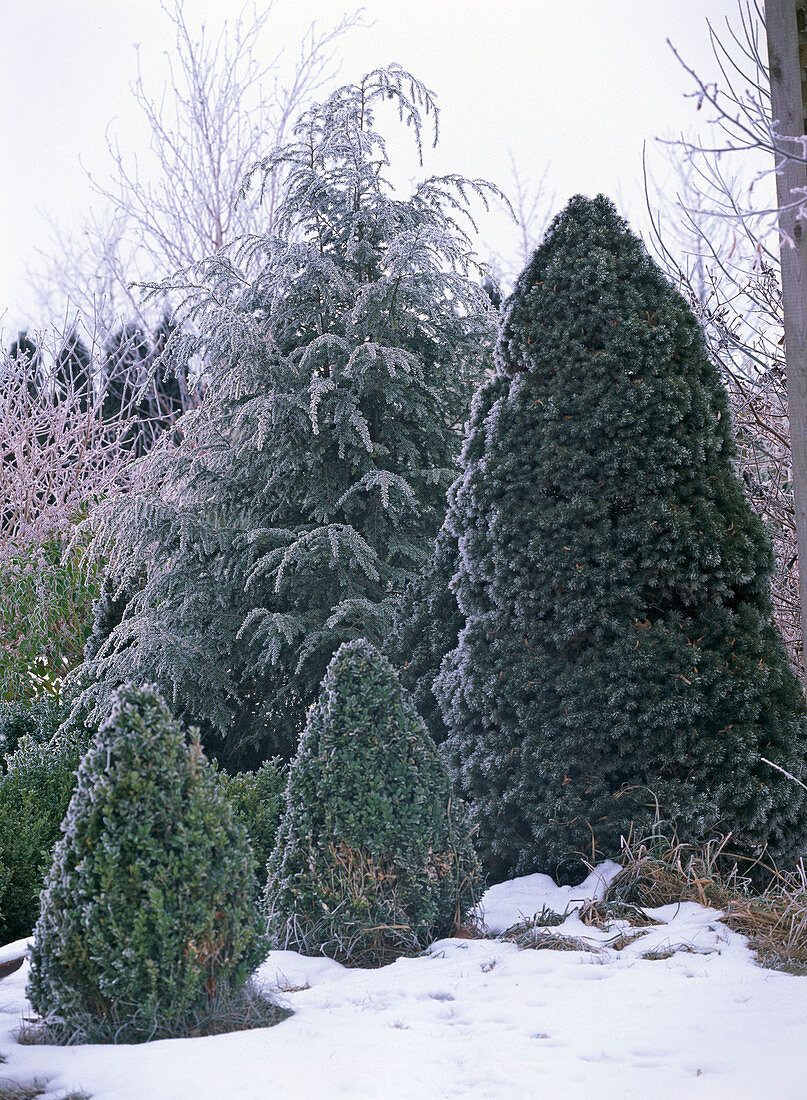 Winterliche Gartenlandschaft mit Picea glauca 'Conica'