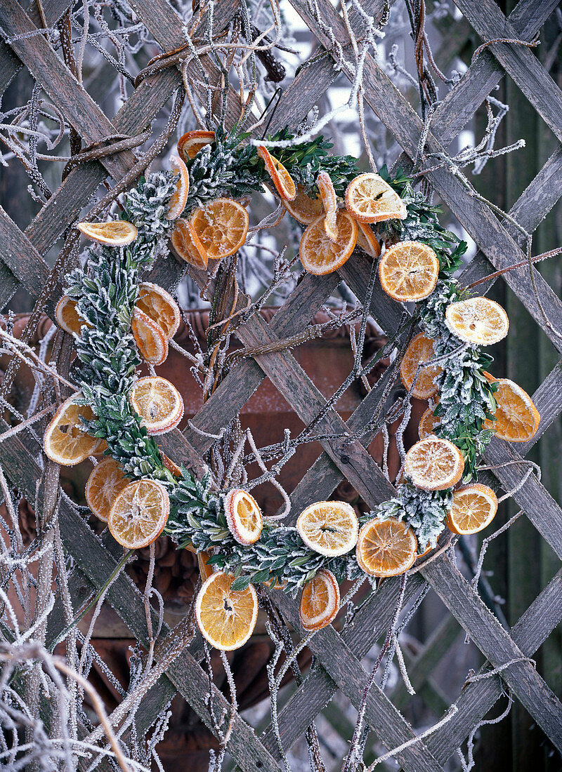 Wreath with hoarfrost of Buxus (boxwood) and orange slices