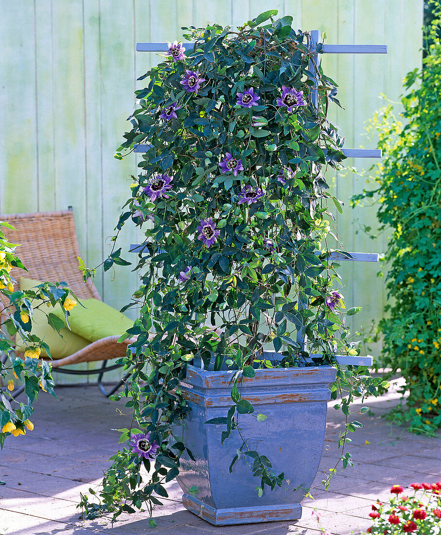 Plant passionflower in blue tubs
