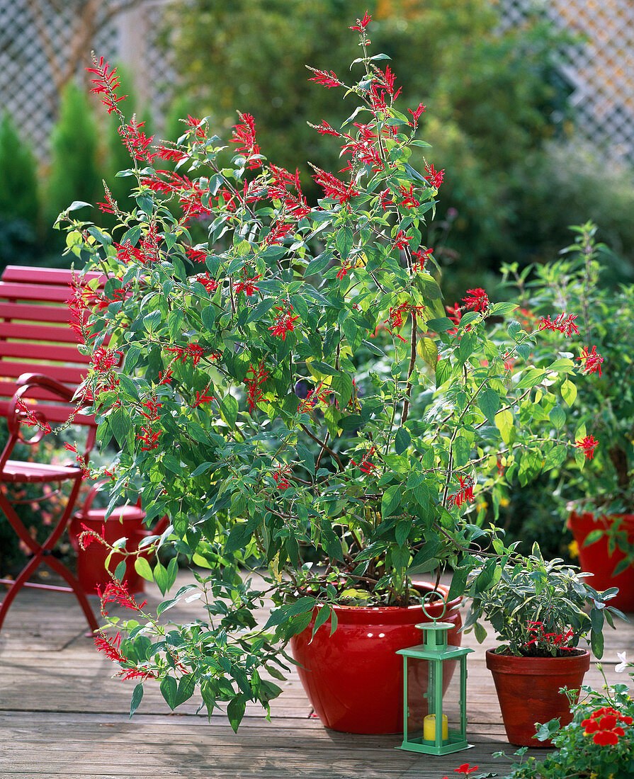 Salvia rutilans, Salvia officinalis 'Creme de la Creme'