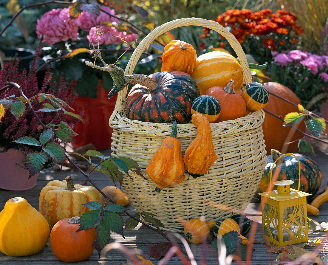 Yellow wicker basket with handle, filled with cucurbita (ornamental squash)