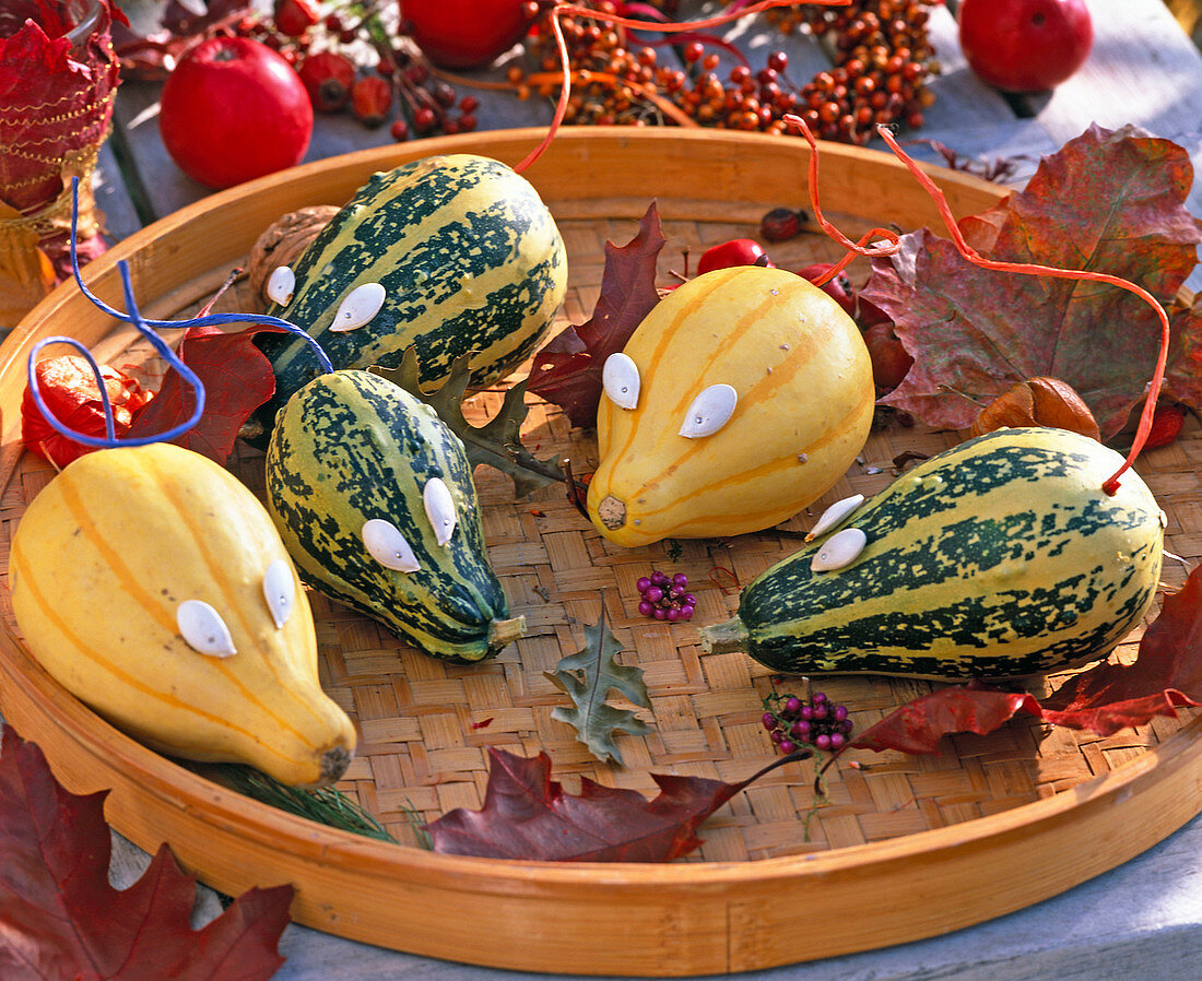Cucurbita (ornamental squash) as mice, with pumpkin seeds as eyes