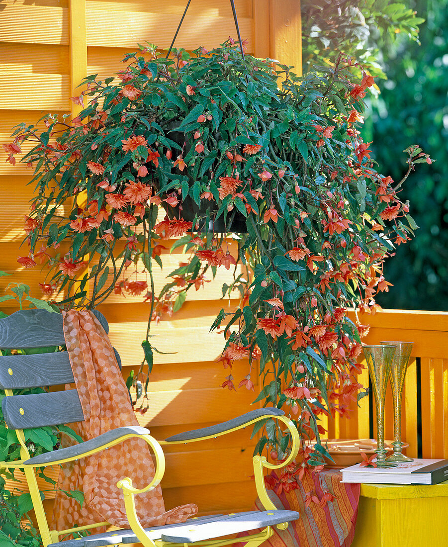 Begonia Illumination ' Orange ' (Girlandenbegonie), Ampel auf orangem Balkon