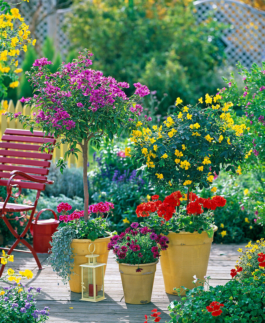 Bougainvillea, Cassia (Gewürzrinde), Pelargonium zonale ' Serena '