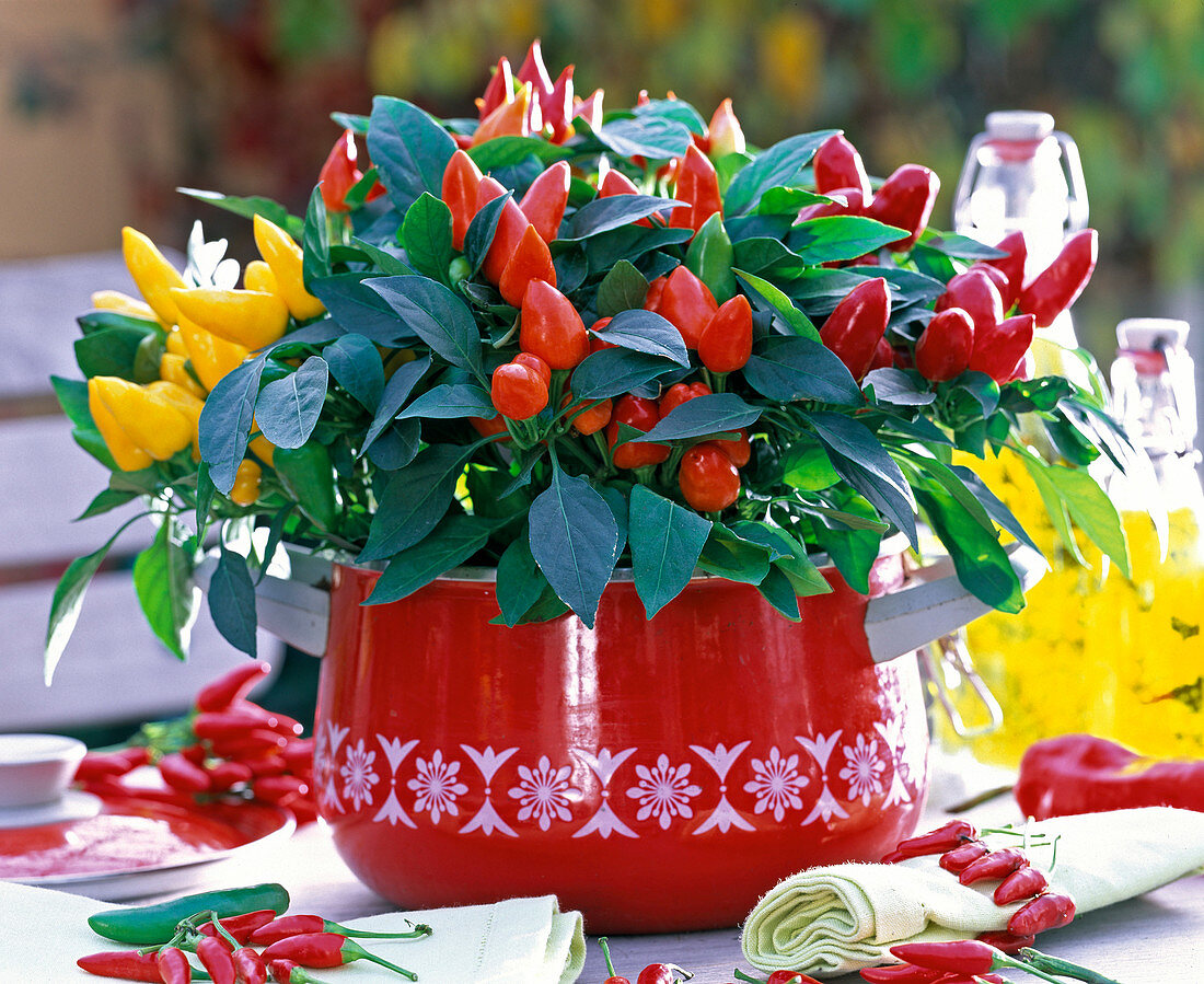 Capsicum annuum (ornamental paprika) in a saucepan as a table decoration
