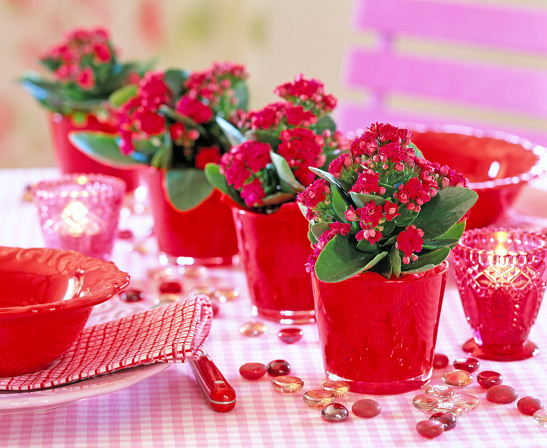 Kalanchoe Calandiva 'Red' in red glass pots