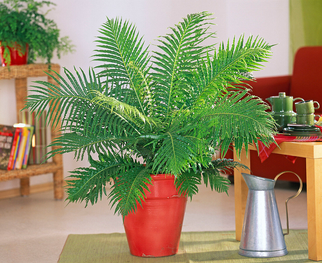 Blechnum gibbum (rib fern) in red pot, metal jug