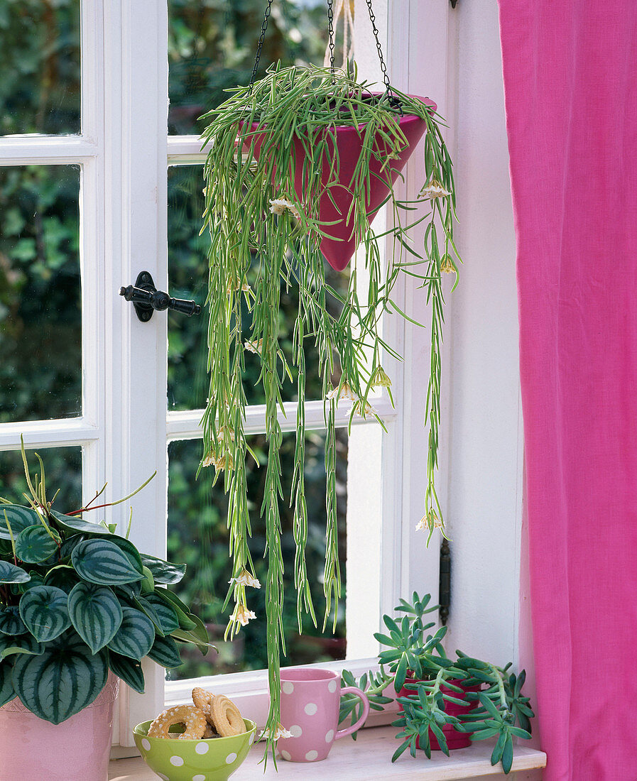 Hoya linearis (Wachsblume), Peperomia ' Watermelon ' (Zwergpfeffer), Sedum