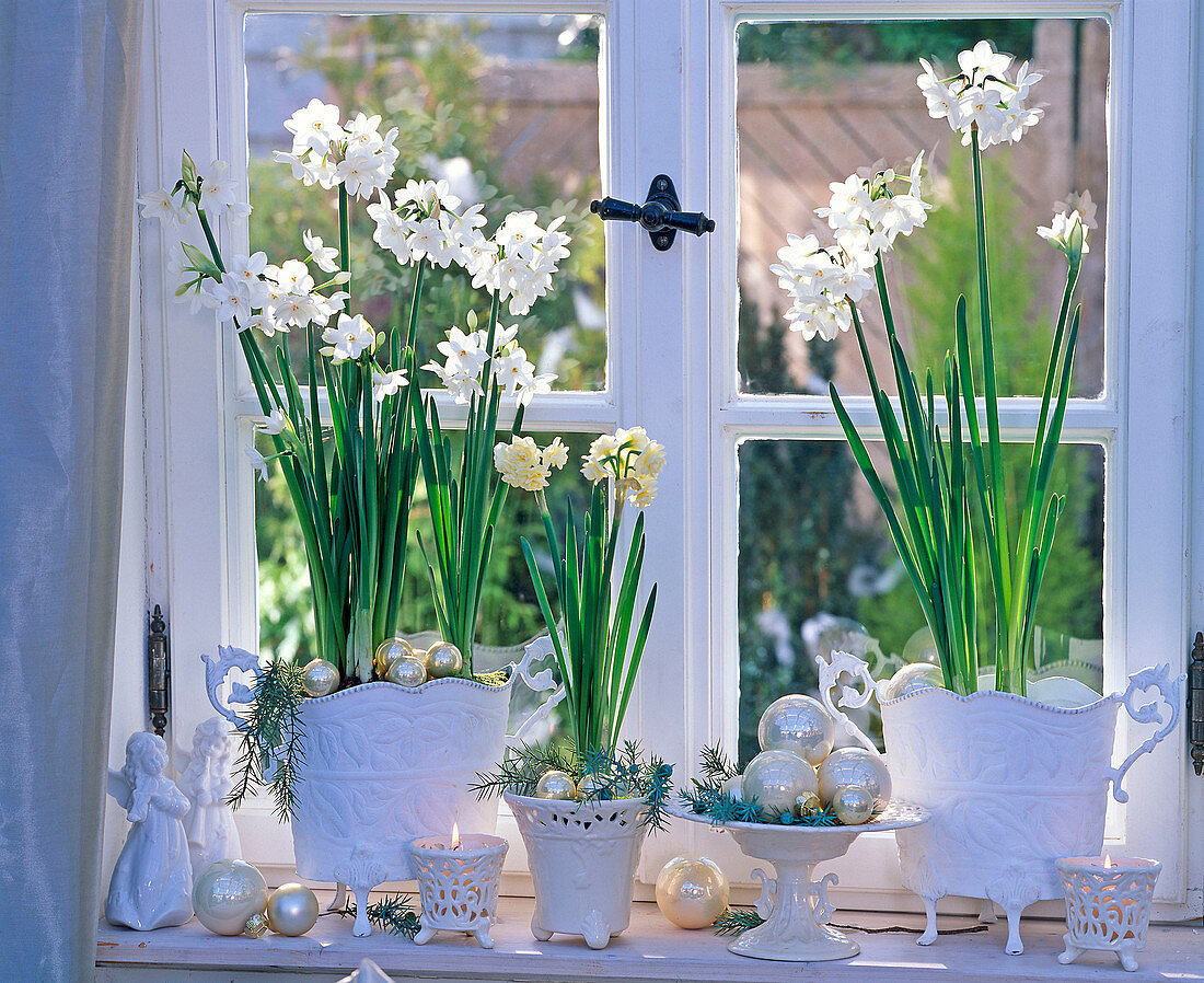 Narcissus 'White Star', 'Bridal Crown' (Tazett Narcissus)
