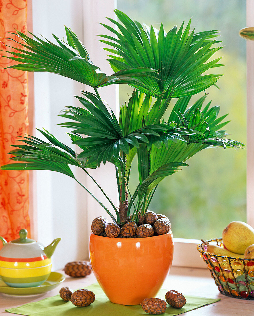 Livistona rotundifolia (fan palm) in orange pot, Dekozapfen