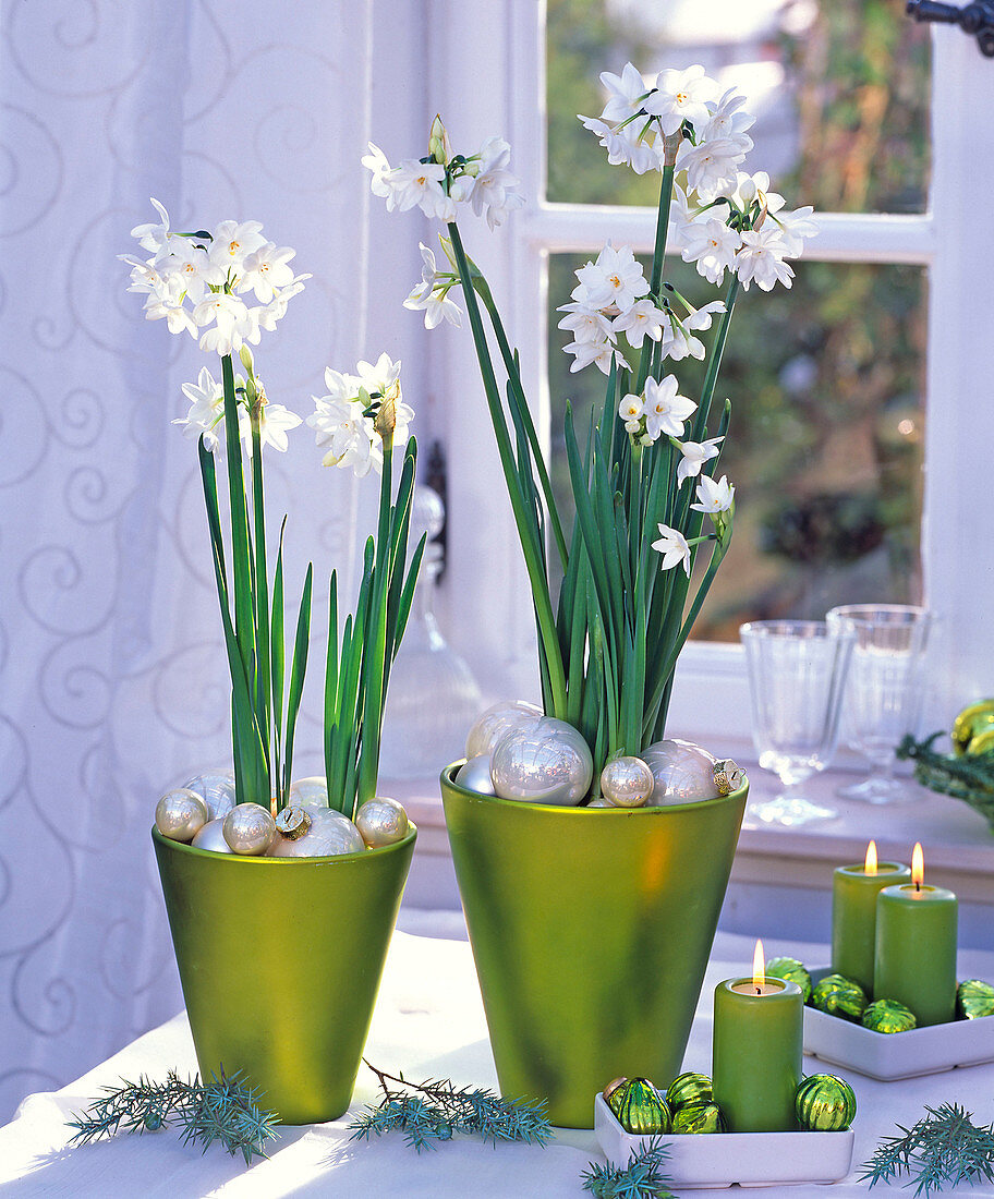 Narcissus 'White Star' (Tazett Narcissus) in green-metallic pots