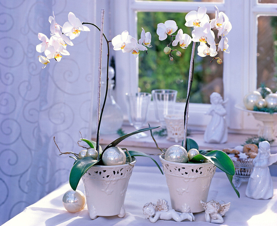 Phalaenopsis (Malayenblume, Schmetterlingsorchidee) in weißen Töpfen