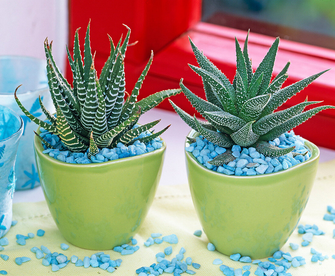 Haworthia attenuata, Aloe aristata (Sukkulenten) in grünen Töpfen