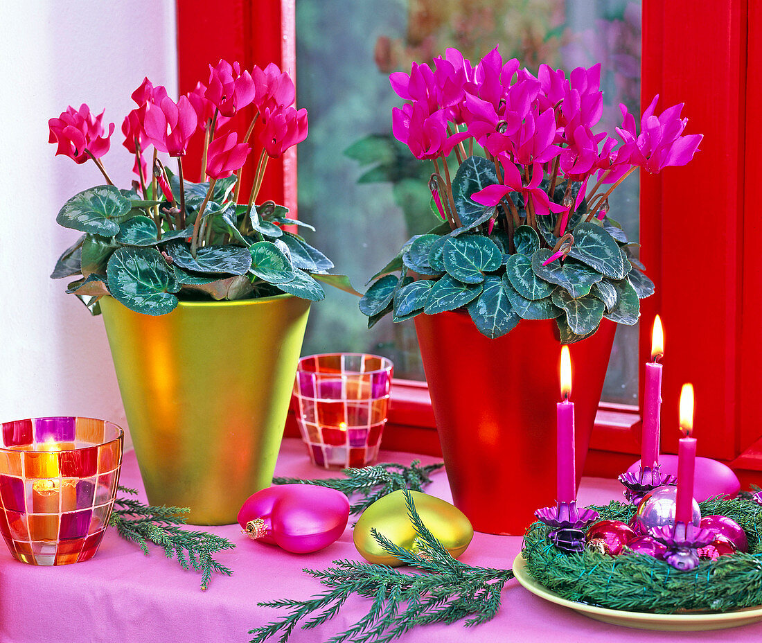 Cyclamen persicum (Alpenveilchen) in Metallictöpfen, Baumschmuck