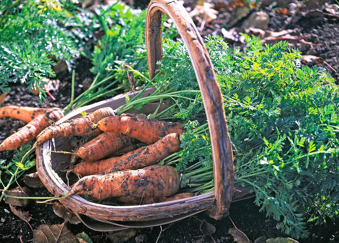 Daucus carota (carrot) freshly harvested