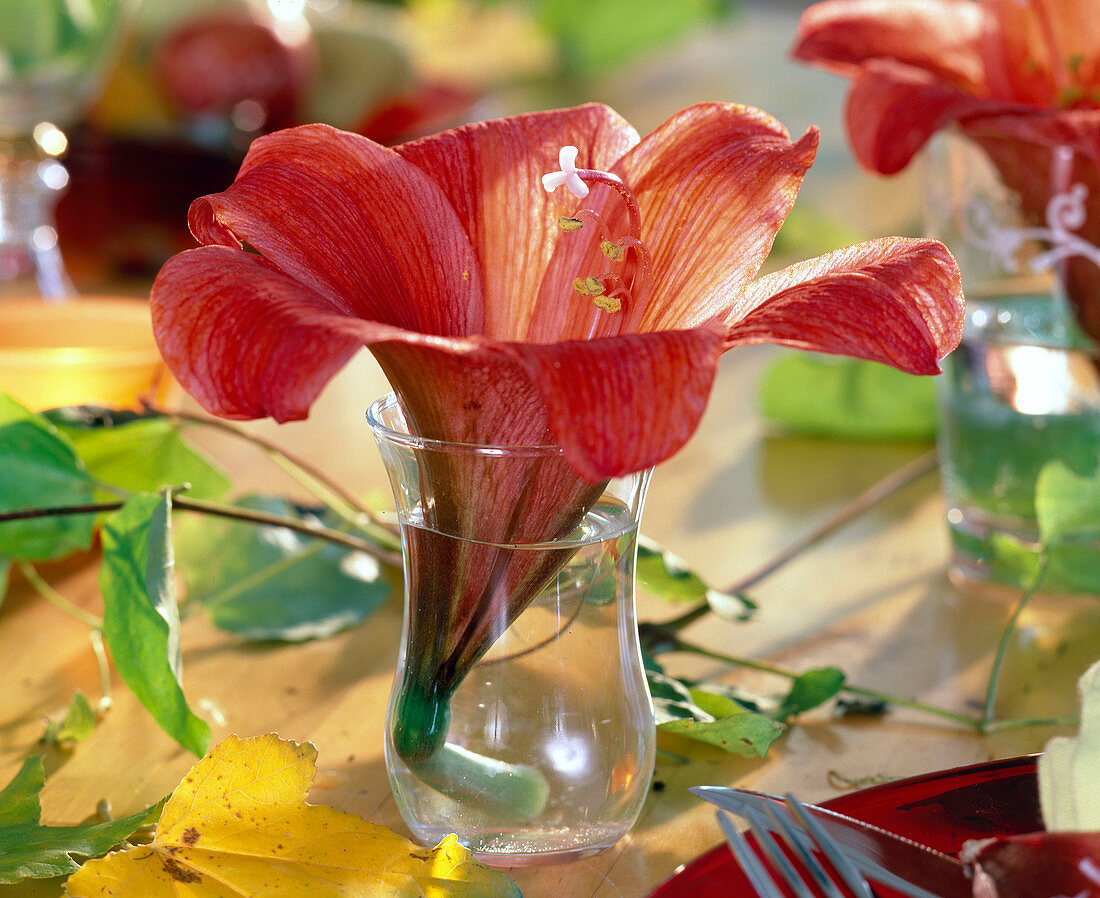 Hippeastrum (Amaryllis), Einzelblüte im Glas