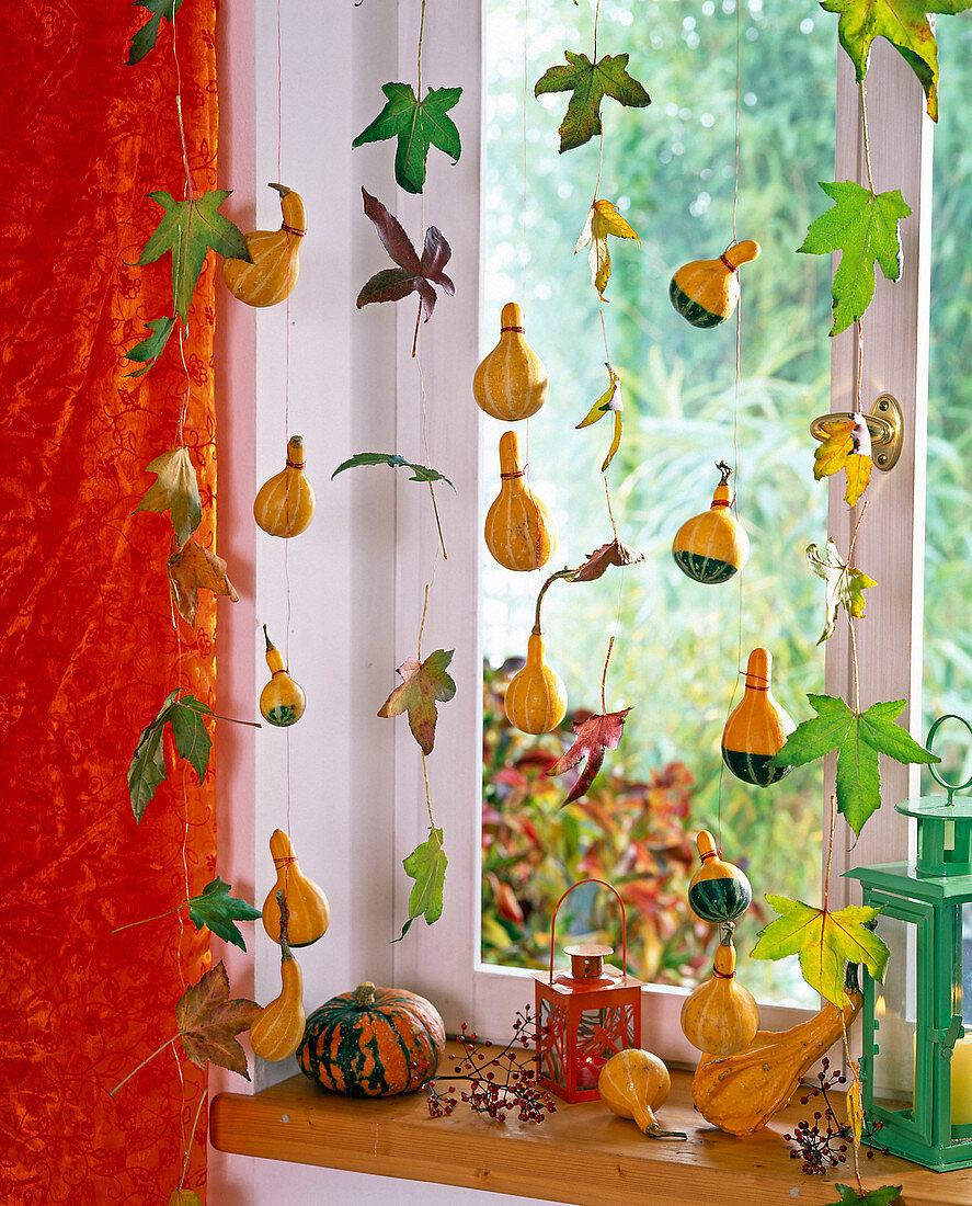 Cucurbita (Zierkürbisse), Liquidambar (Amberbaum) an Draht als Fensterdeko