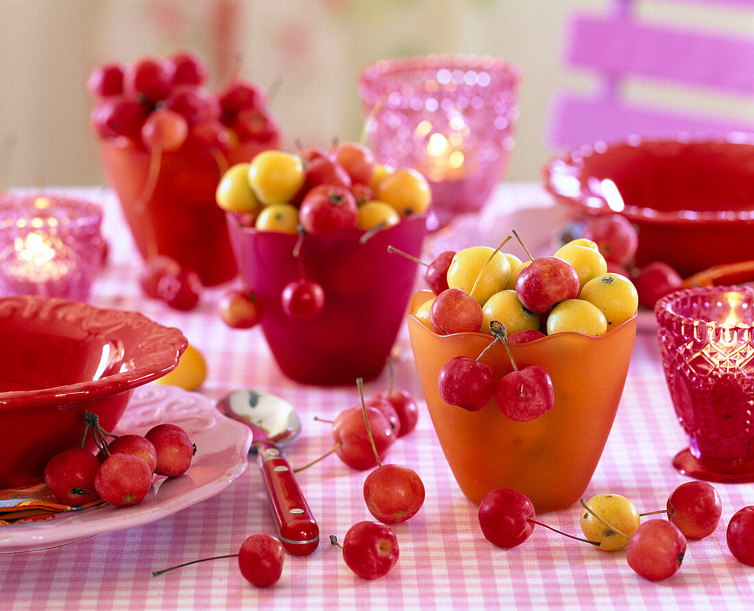 Malus (Zieräpfel) gelb und rot in orangen und roten Bechern