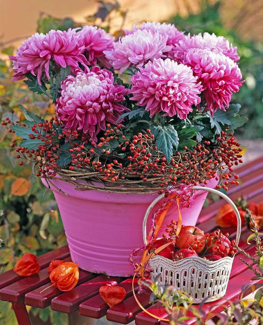 Chrysanthemum (large-flowered purple autumn chrysanthemum) in pink pot