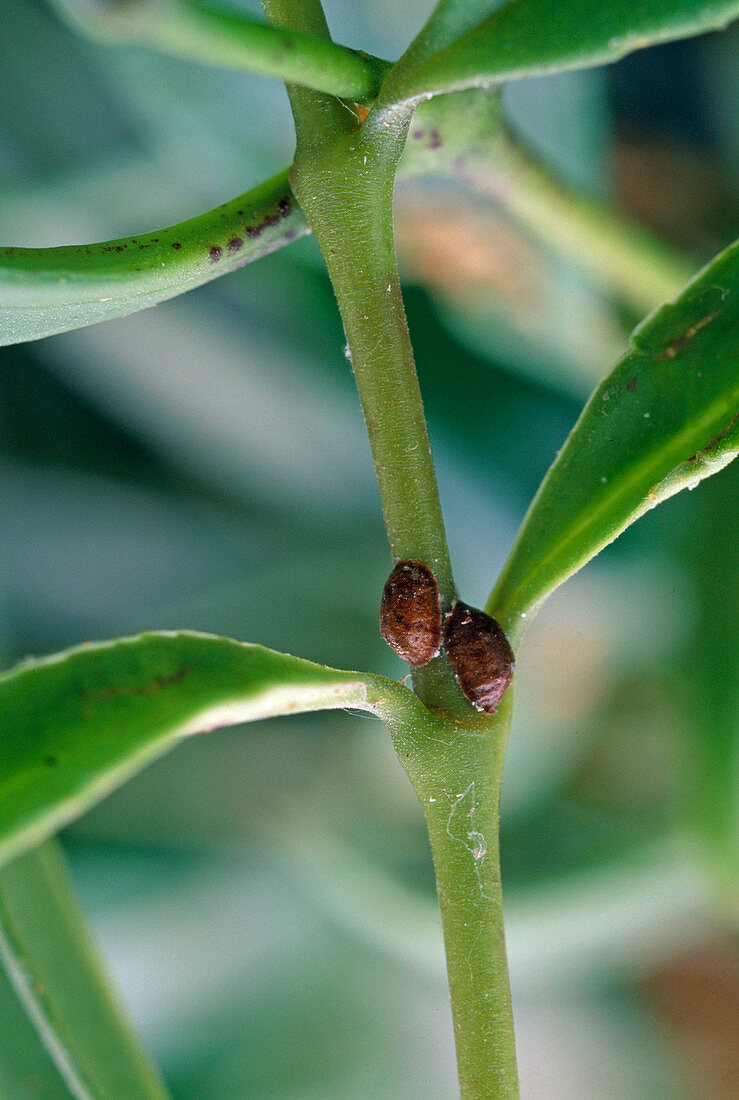 Schildläuse an Hoya (Wachsblume)