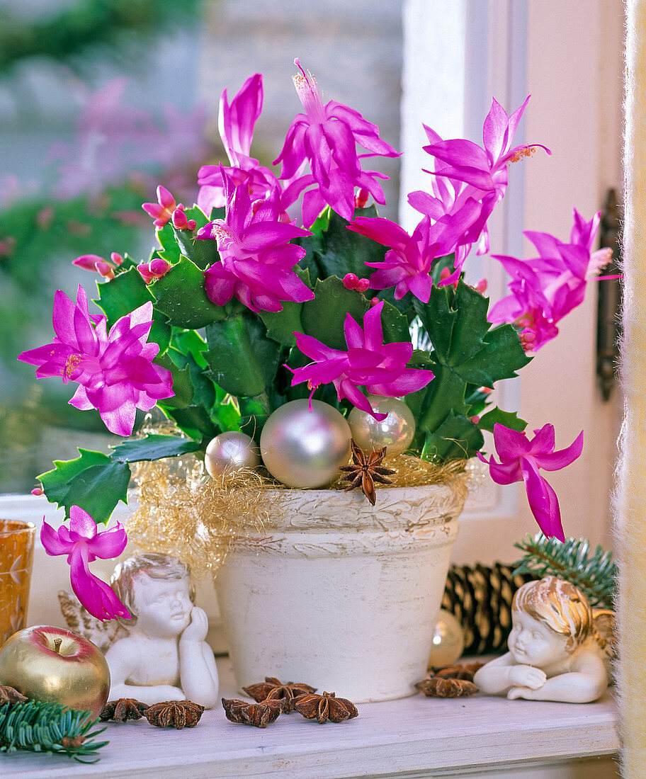 Schlumbergera (Weihnachtskaktus), Baumschmuck, Engel, Sternanis