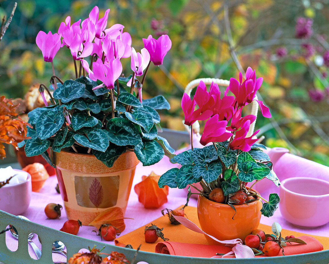 Cyclamen persicum libretto in pink and purple in orange pots