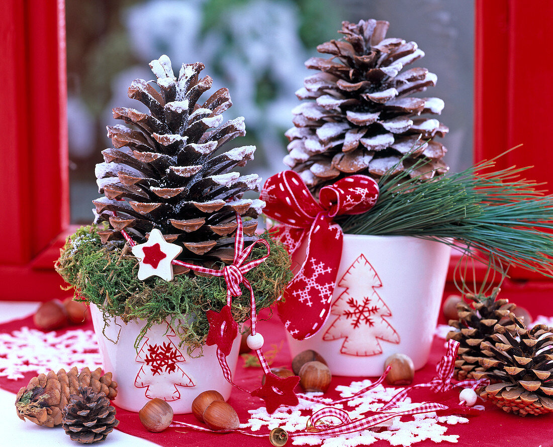 Pinus pinea, cones with artificial snow sprayed on white pots